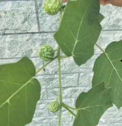 桑植新瓜最新爆料,揭秘瓜界新宠儿的神秘面纱 第2张 桑植新瓜最新爆料,揭秘瓜界新宠儿的神秘面纱 第2张